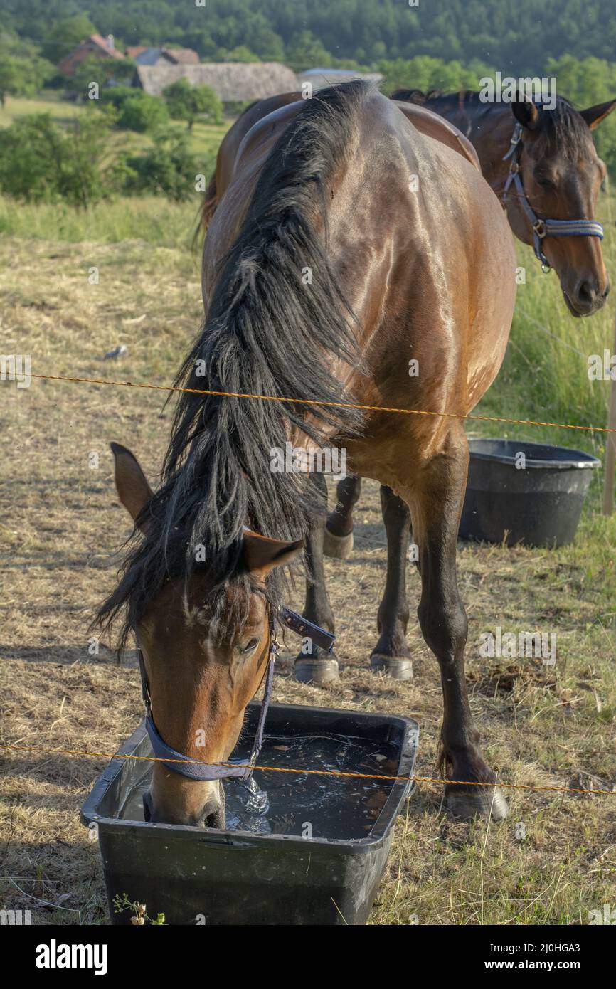 Brown horse drinking water from the plastic bucket in the paddock. Close up. Detail. Stock Photo