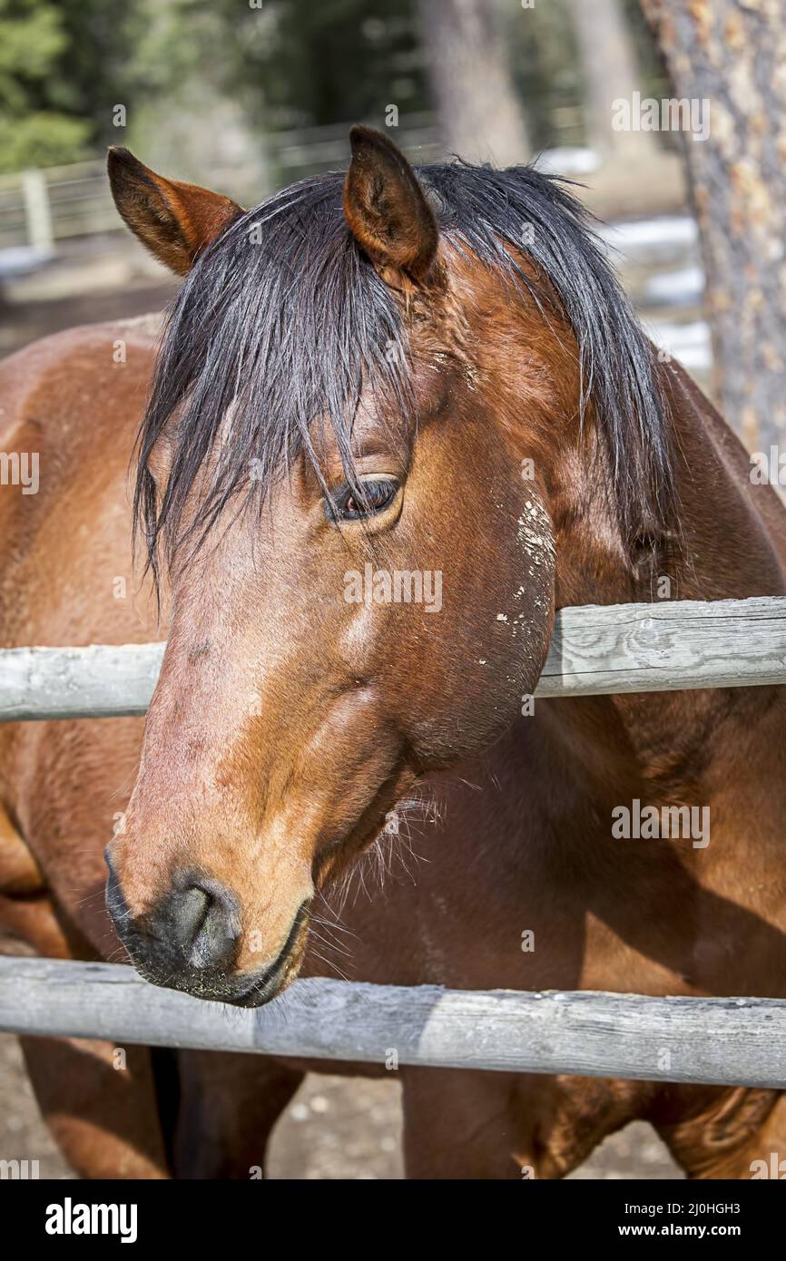 Horse puts its head over a fence Stock Photo Alamy