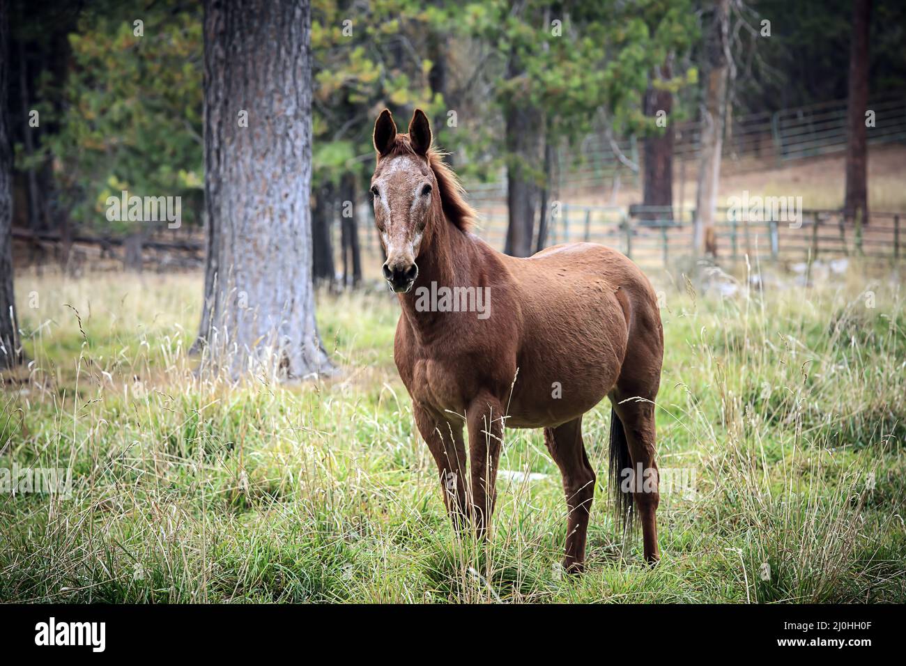 Chestnut colored horse in feild. Stock Photo