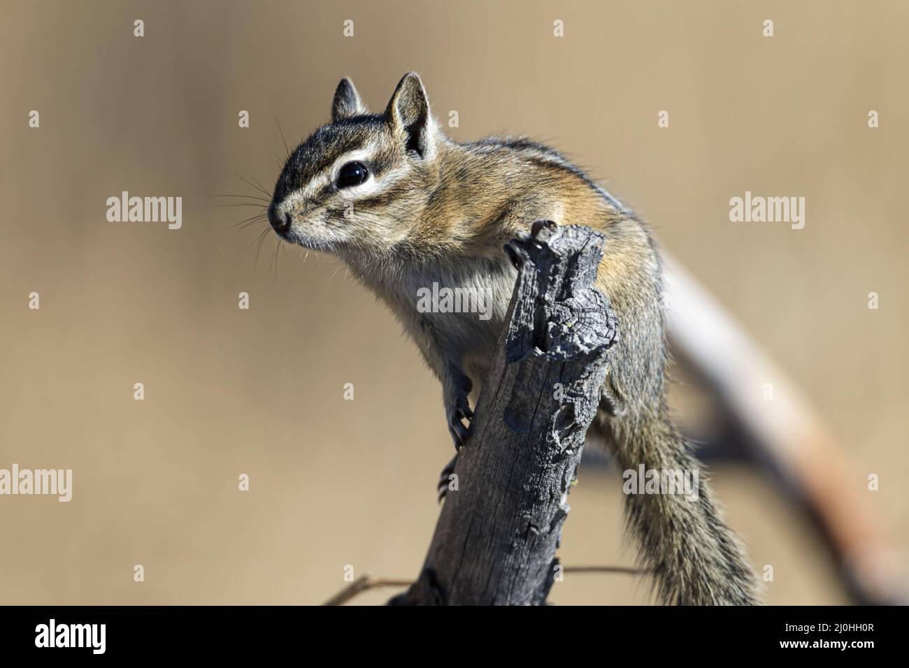 Sideview of cute chipmunk. Stock Photo