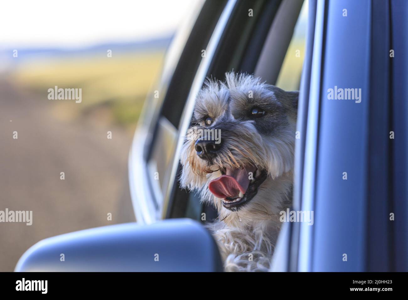Happy dog in car window Stock Photo - Alamy
