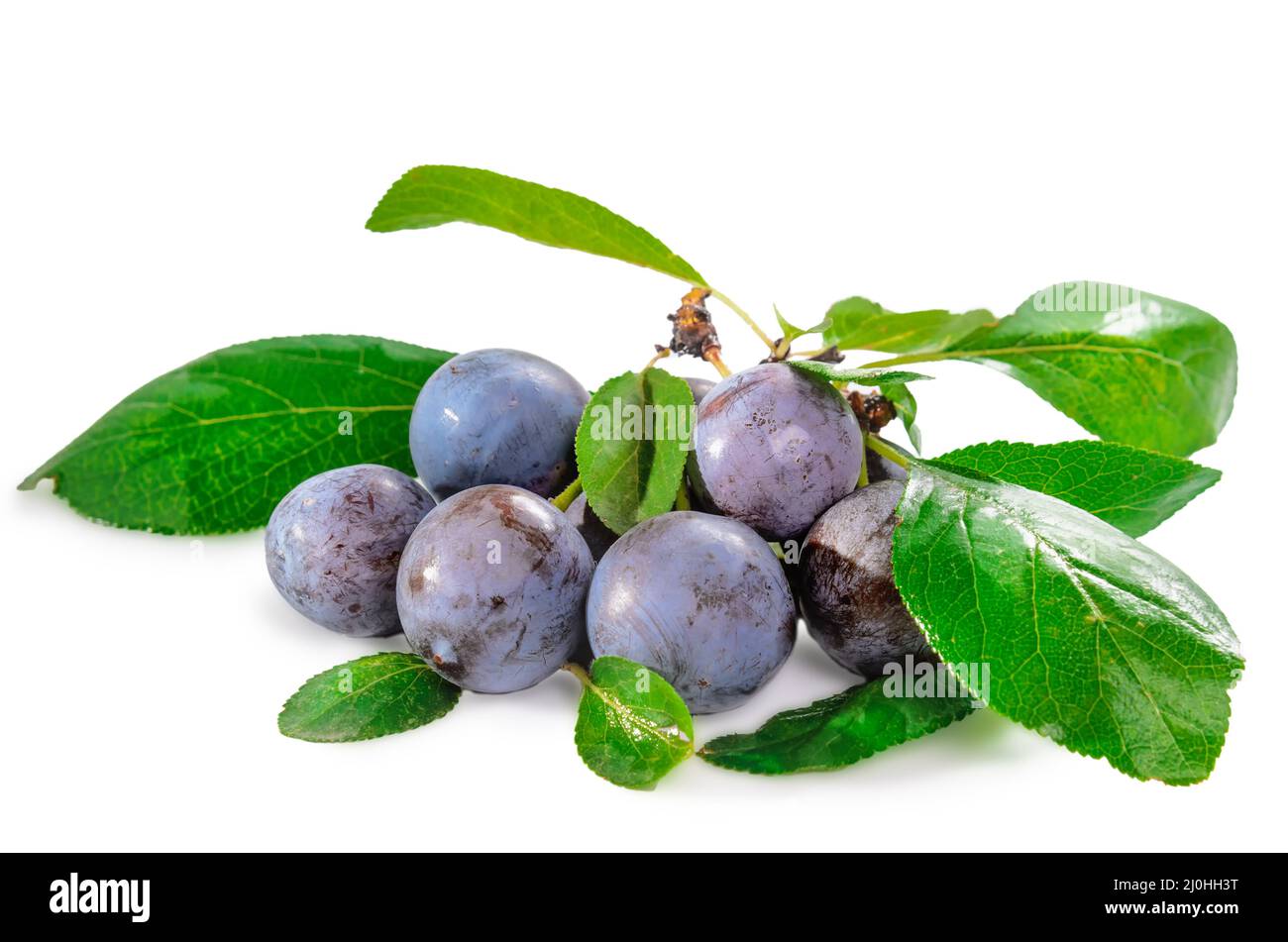 Ripe blackthorn fruit with leaves on a white background with soft shadow Stock Photo