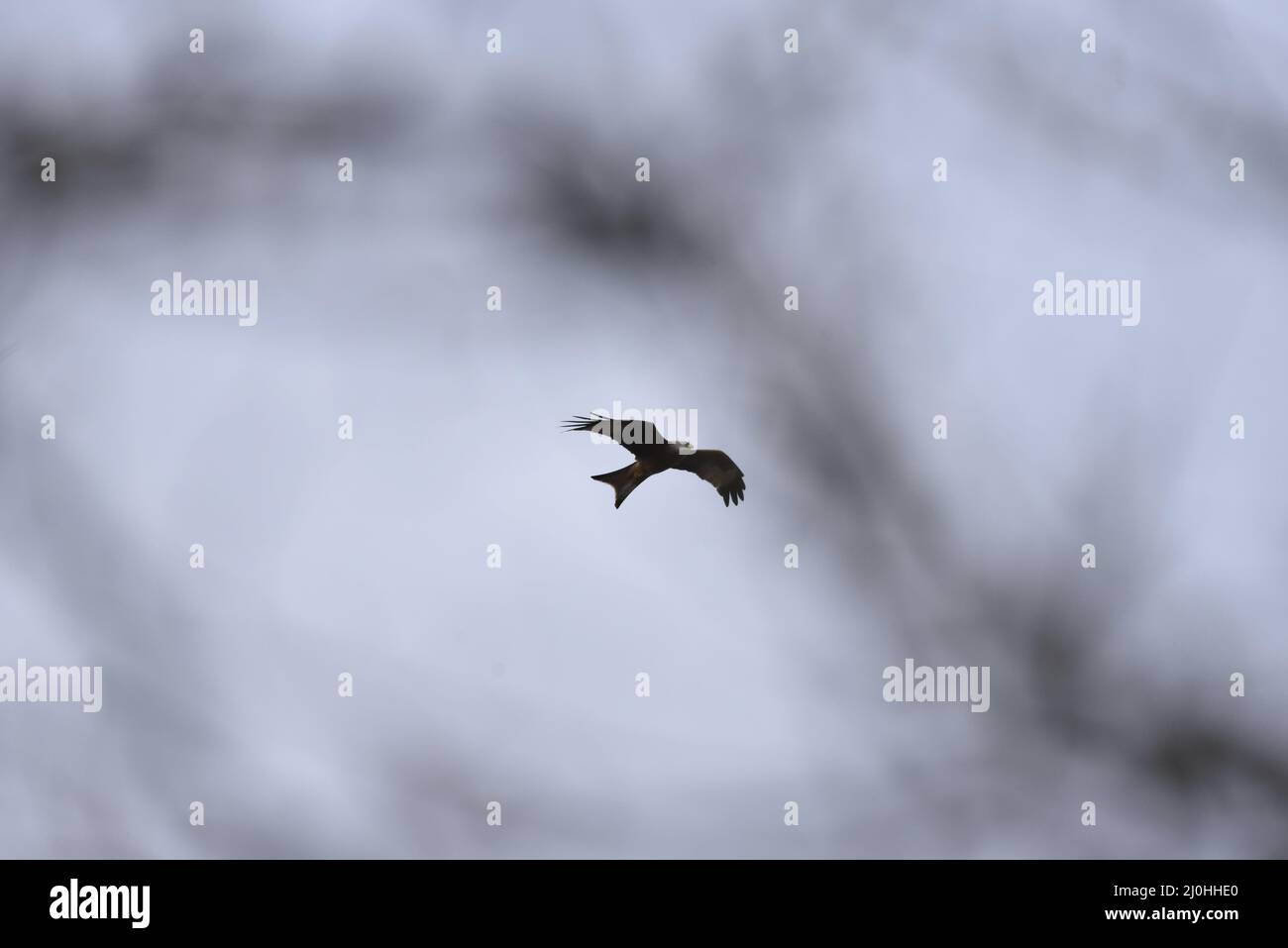 Image of a Red Kite (Milvus milvus) Flying Towards Camera with Wings Spread and Beak Open, Against a Dramatic Dusk Sky, Taken in Mid-Wales, UK, March Stock Photo