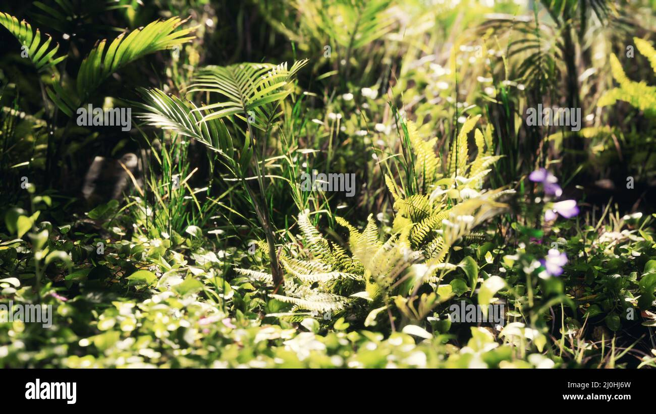 Close up jungle grass plants hi-res stock photography and images - Alamy