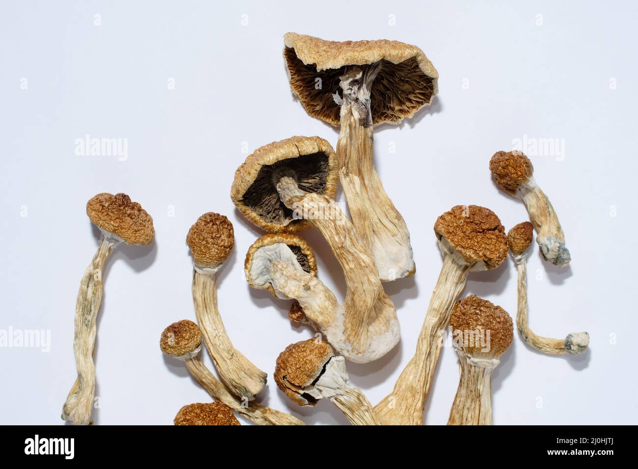 Golden Teacher Mushrooms - Psychedelic Magic Mushroom Strain