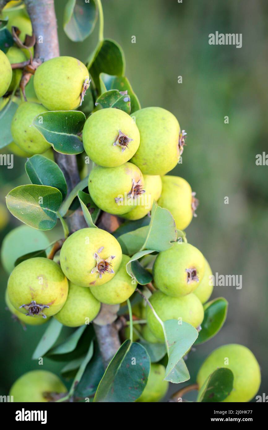 Apples hang on apple tree hi res stock photography and images Alamy