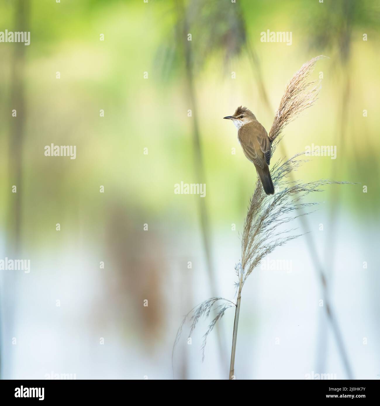 Great reed warbler (Acrocephalus arundinaceus) in the nature habitat. Stock Photo