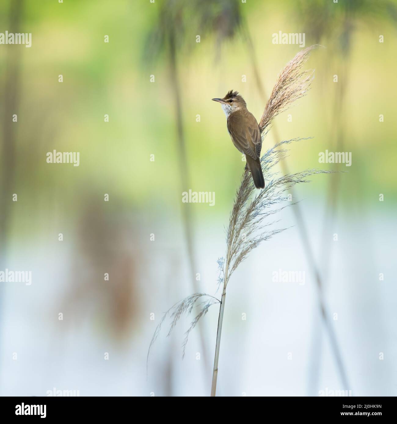 Great reed warbler (Acrocephalus arundinaceus) in the nature habitat. Stock Photo