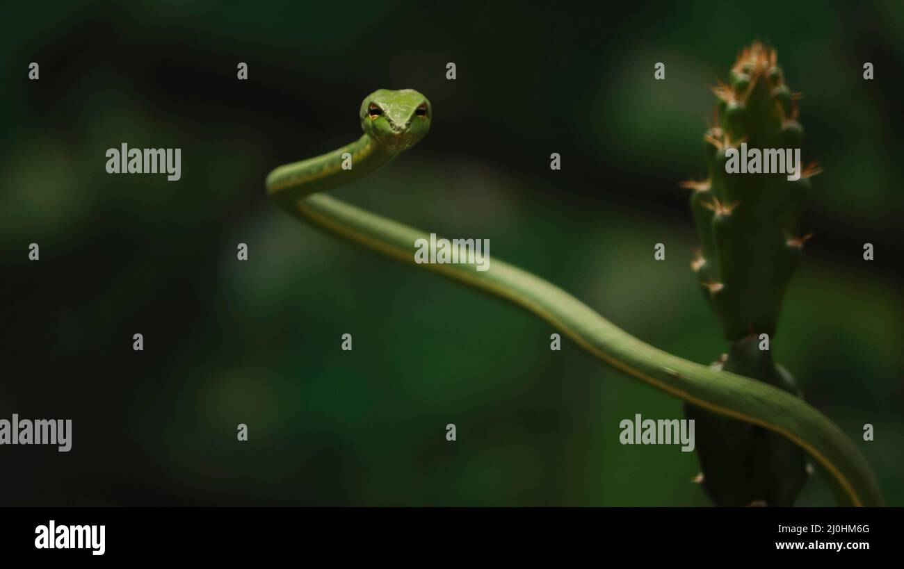The sharp green snake (Ahaetulla). with blur background Stock Photo