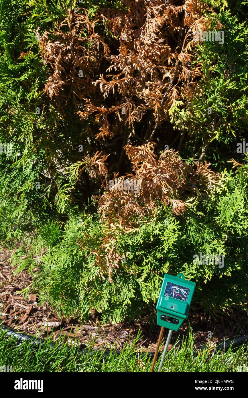 3 in 1 luminance, moisture and pH meter indicating soil condition in which  Thuja 'Smaragd' - Cedar tree is growing in is too dry Stock Photo - Alamy