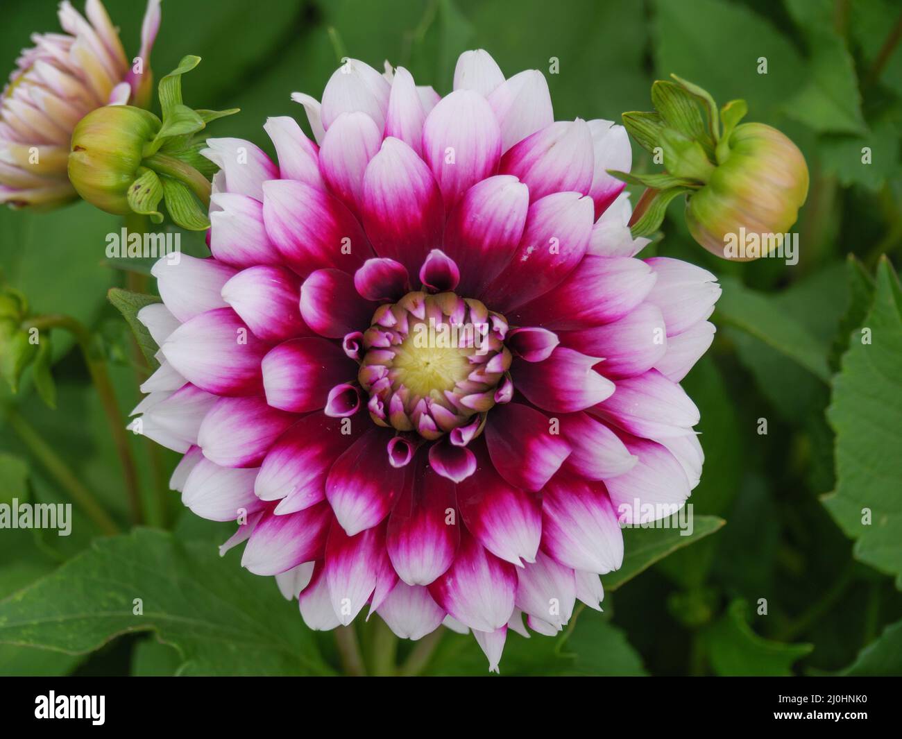 Dahlias dahlias hi-res stock photography and images - Alamy