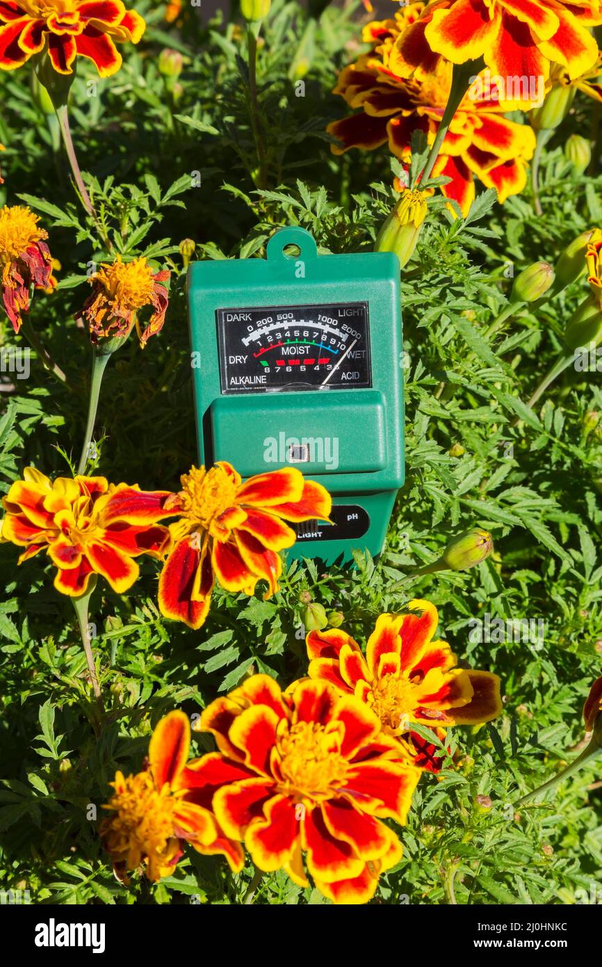3 in 1 luminance, moisture and pH meter indicating Tagetes patula 'Durango Bee' - Marigold flowers in container are receiving maximum luminance. Stock Photo