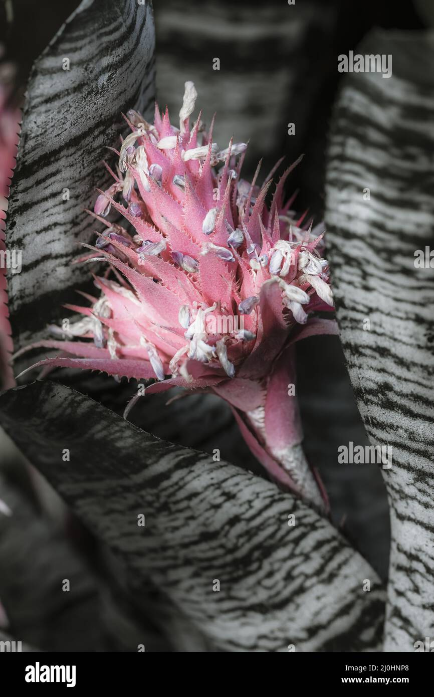 Fine tropical flower hi-res stock photography and images - Alamy