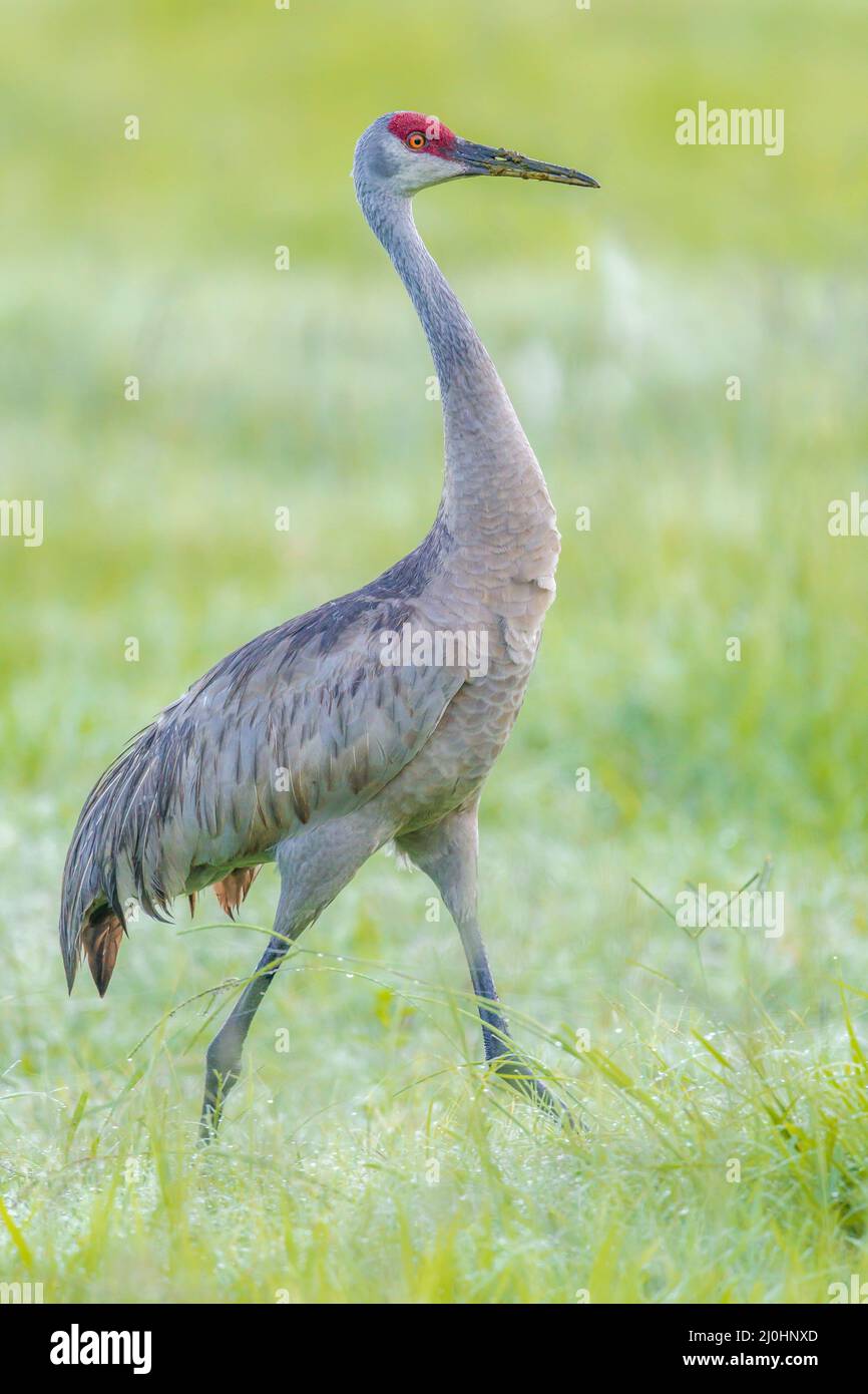 Portraiture of crane in field. Stock Photo