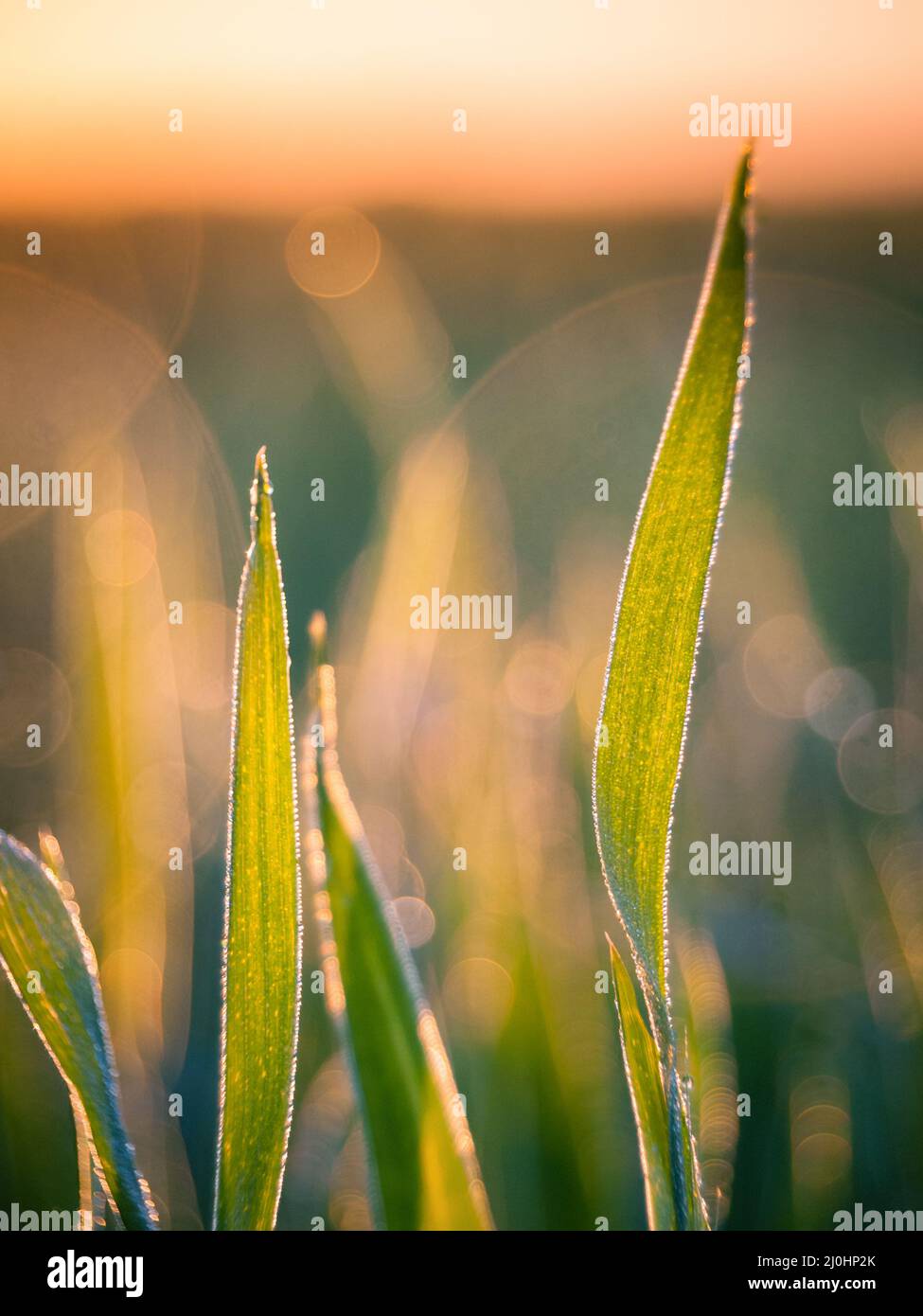 Green grass backlit by sunrise in spring Stock Photo