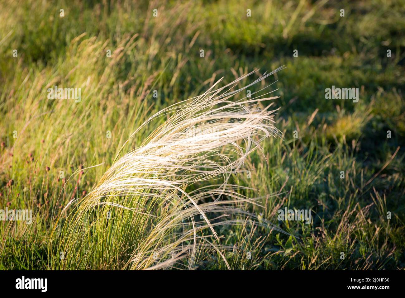 Feather grass, needle grass, or spear grass (Stipa sp.) Crimea, Stock Photo