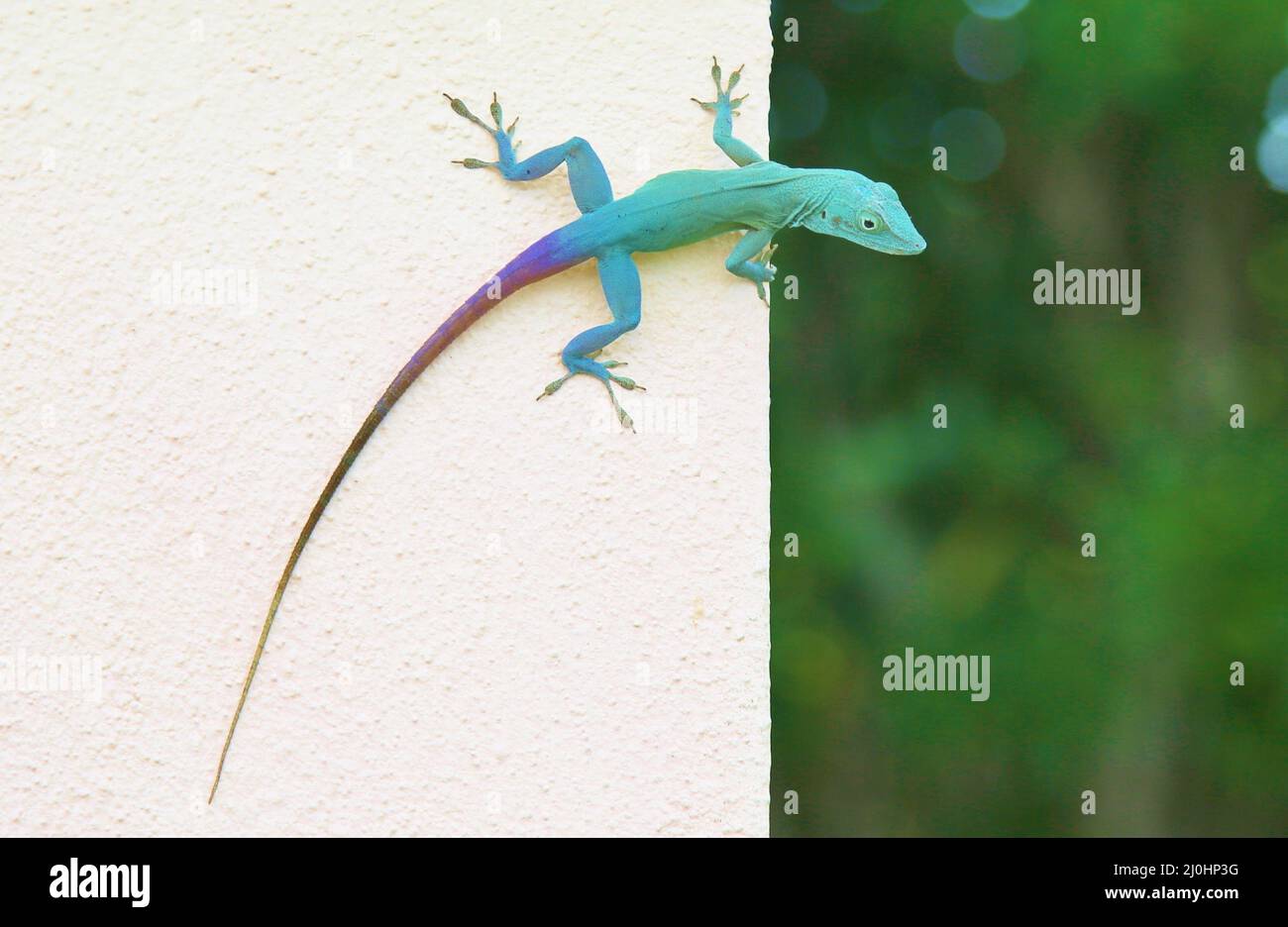 Lizard (Jamaican Anole or Anolis Grahami) in Bermuda Stock Photo