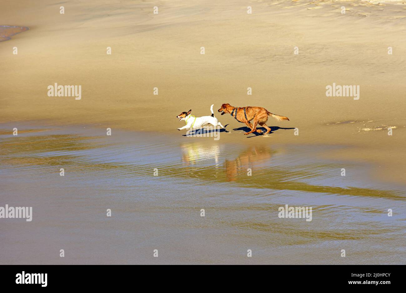 Dogs running and playing on the beach in the morning Stock Photo