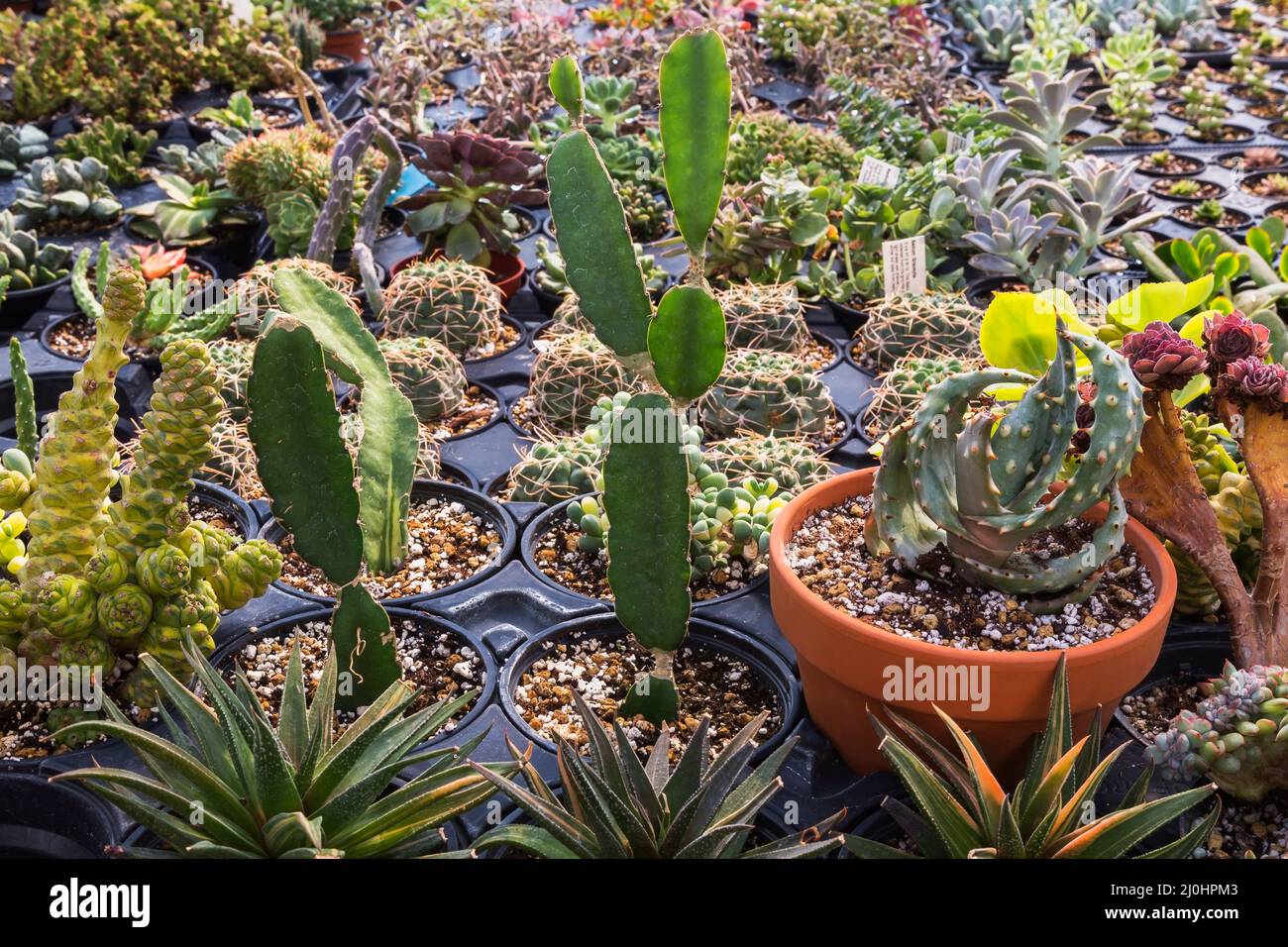 Mixed cacti and succulent plants including Monadenium ritchiei var. 'Yellow' growing in containers inside commercial greenhouse. Stock Photo