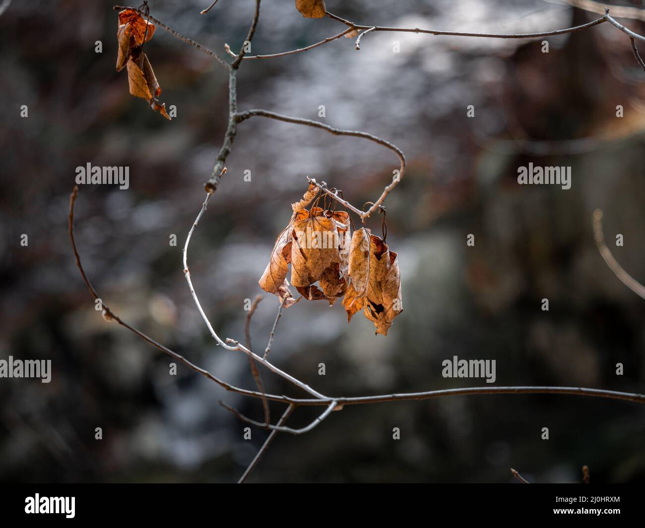 Closeup shot of some dried autumn leaves in a forest Stock Photo - Alamy