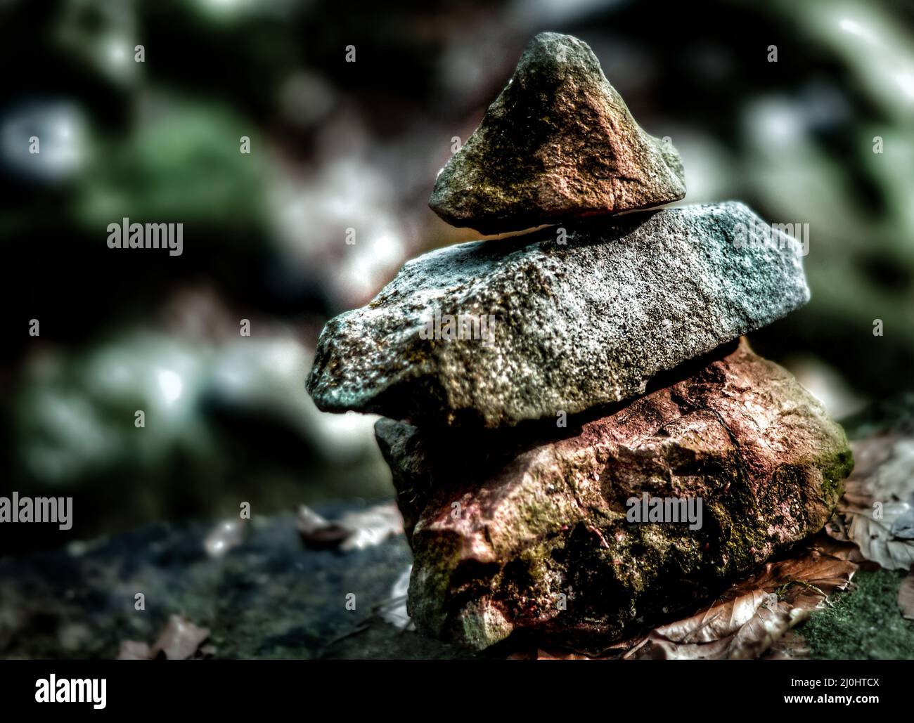 Beautiful shot taken in a forest during the day Stock Photo - Alamy
