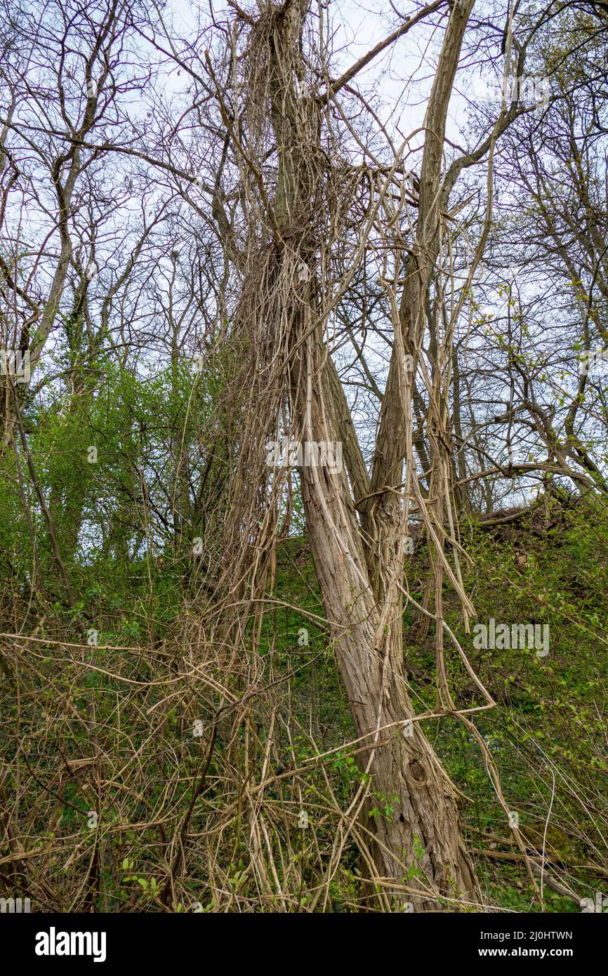 Bäume mit Lianen im Wald bei Iffezheim Stock Photo Alamy