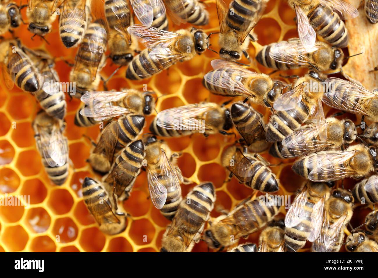 Some honey bees on a beeswax Stock Photo Alamy