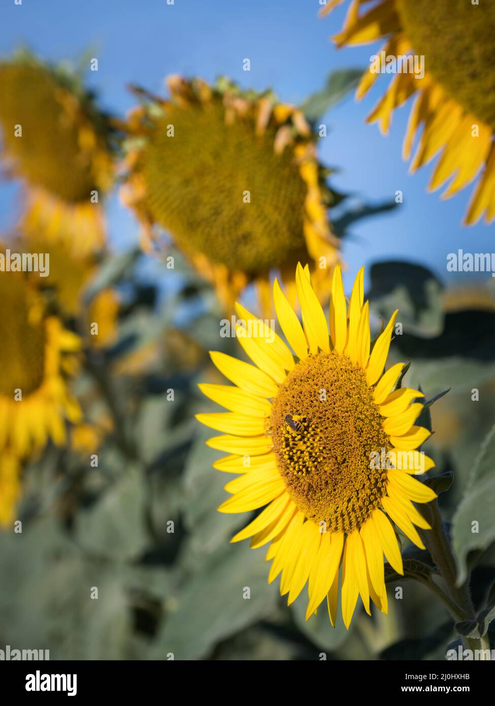 Bee collecting on a sunflower Stock Photo - Alamy