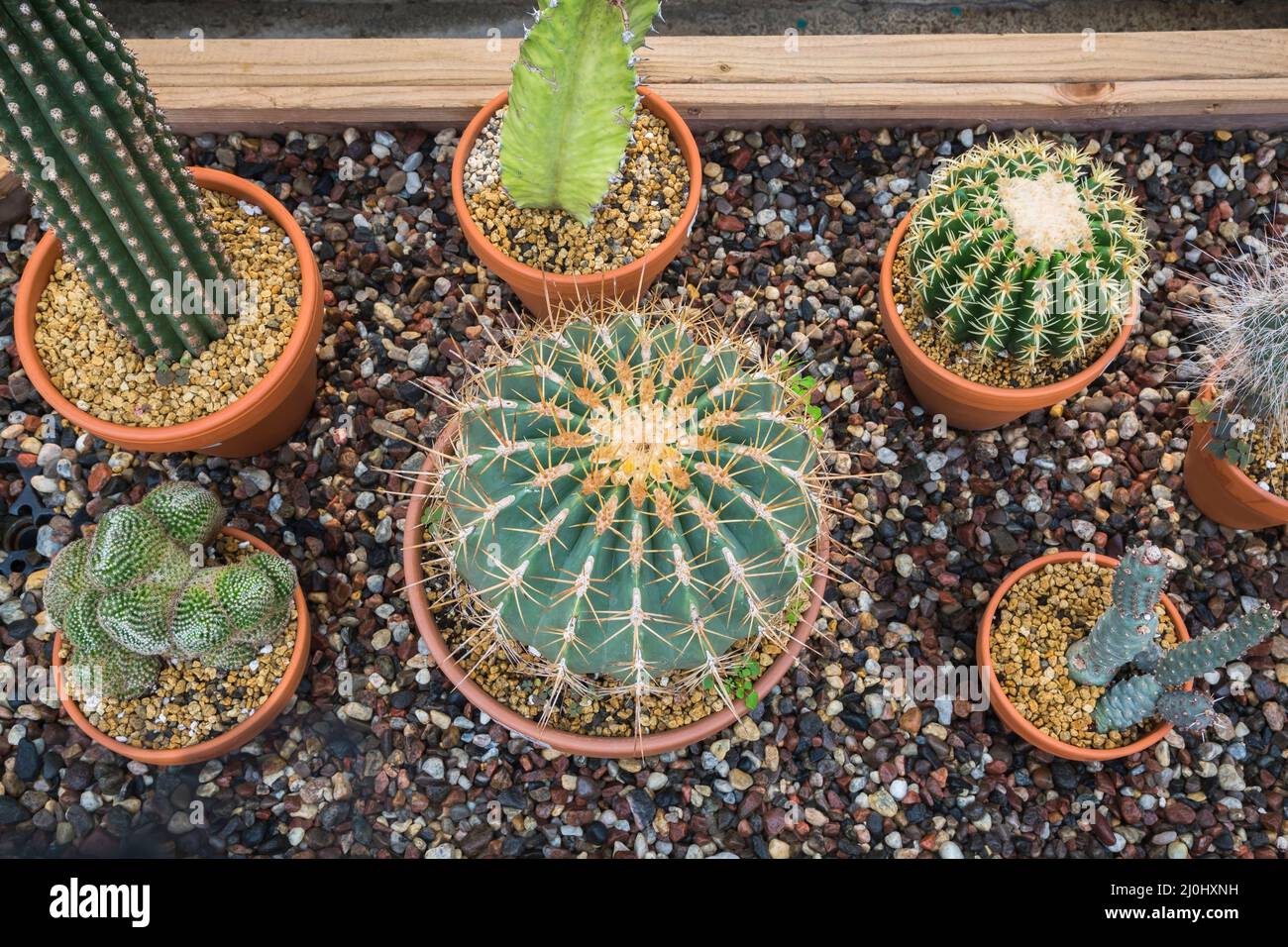 Mixed Cacti including Ferocactus glaucescens - Barrel Cactus growing in terracotta containers in raised wooden border with pebbles. Stock Photo