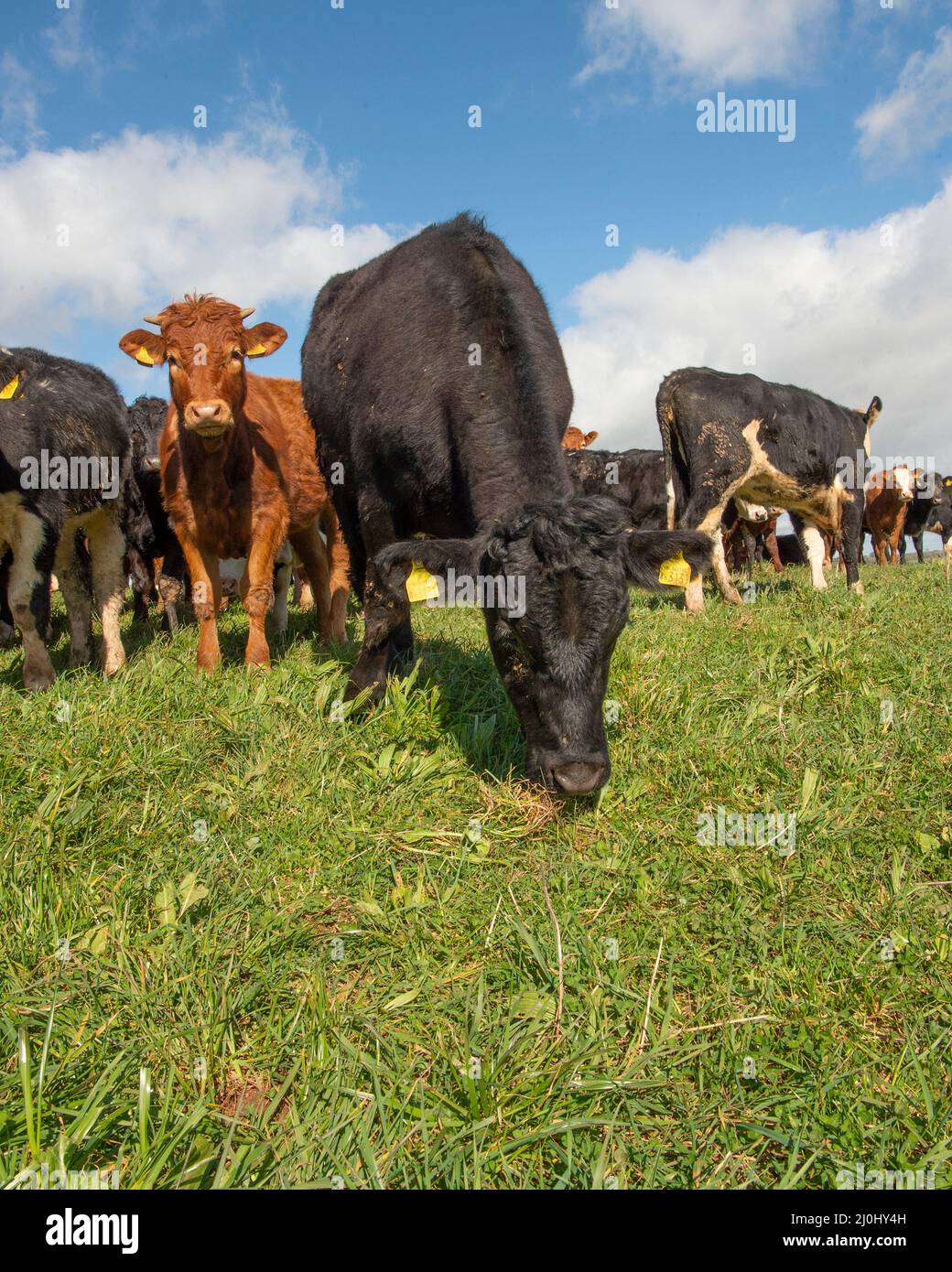 heifers grazing on a herbal ley Stock Photo