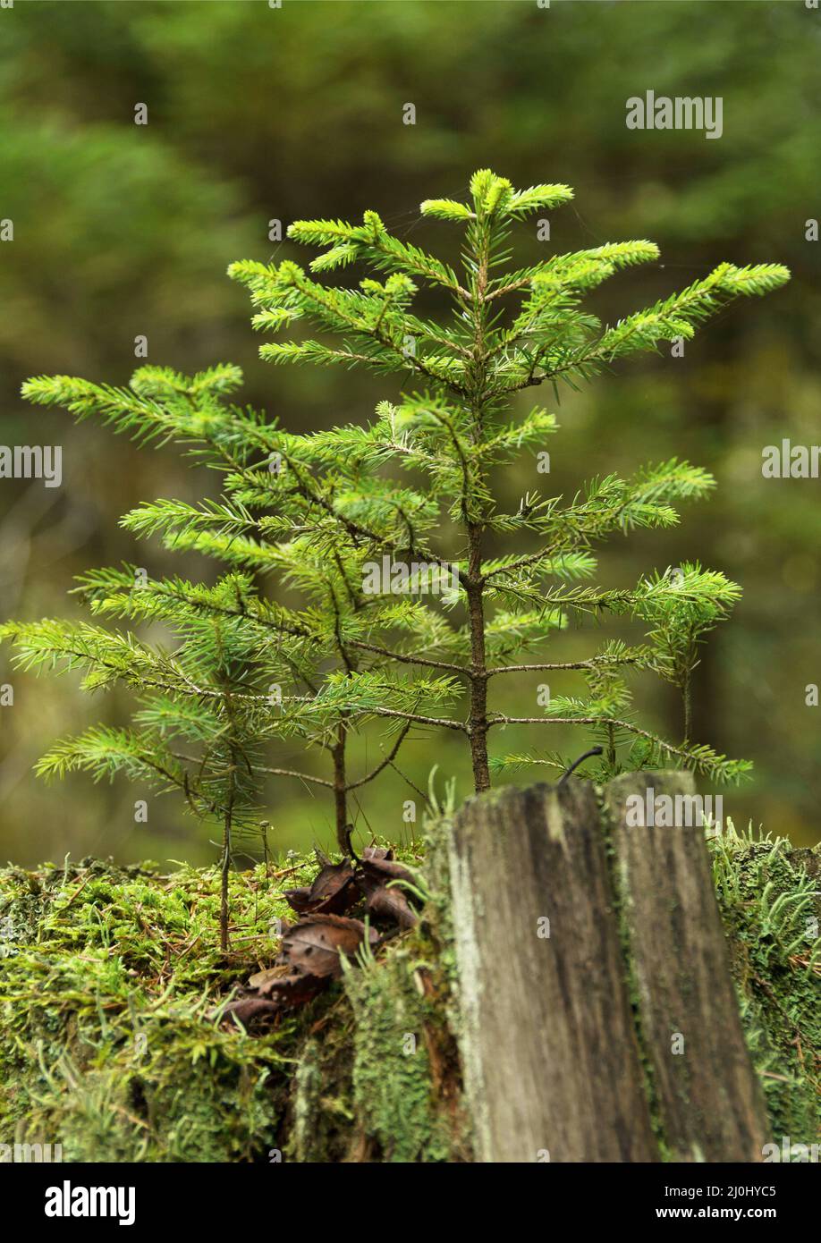 A small tree grows on an old tree stump. New things are created, old things go by... Stock Photo