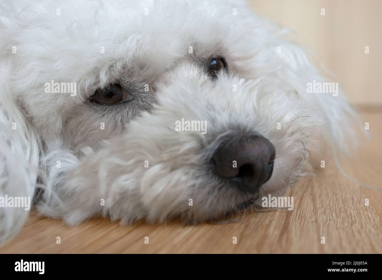 Bichon Frize lies contentedly on ground Stock Photo