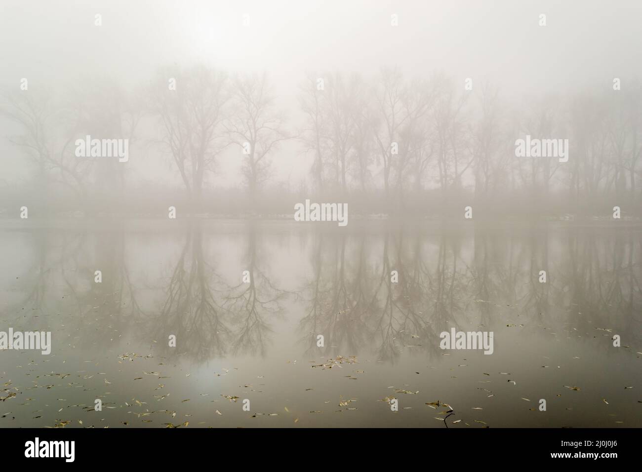 Mysterious forest covered thick fog hi-res stock photography and images ...