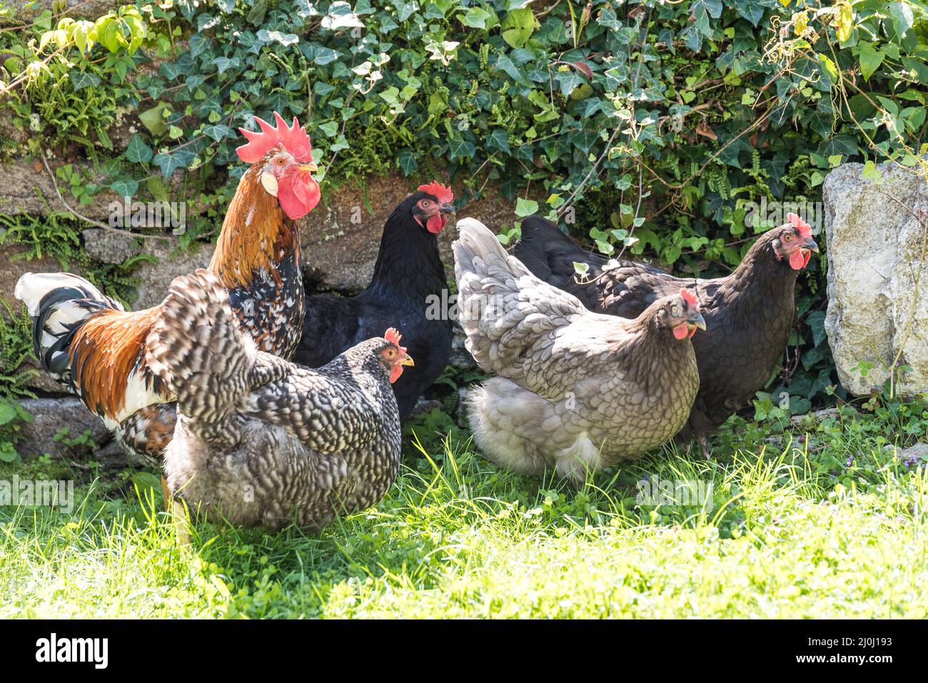 Free range of chickens and roosters Stock Photo Alamy