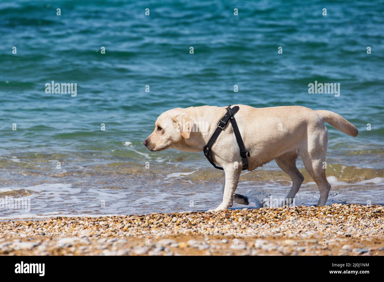 Leather harness hi-res stock photography and images - Alamy