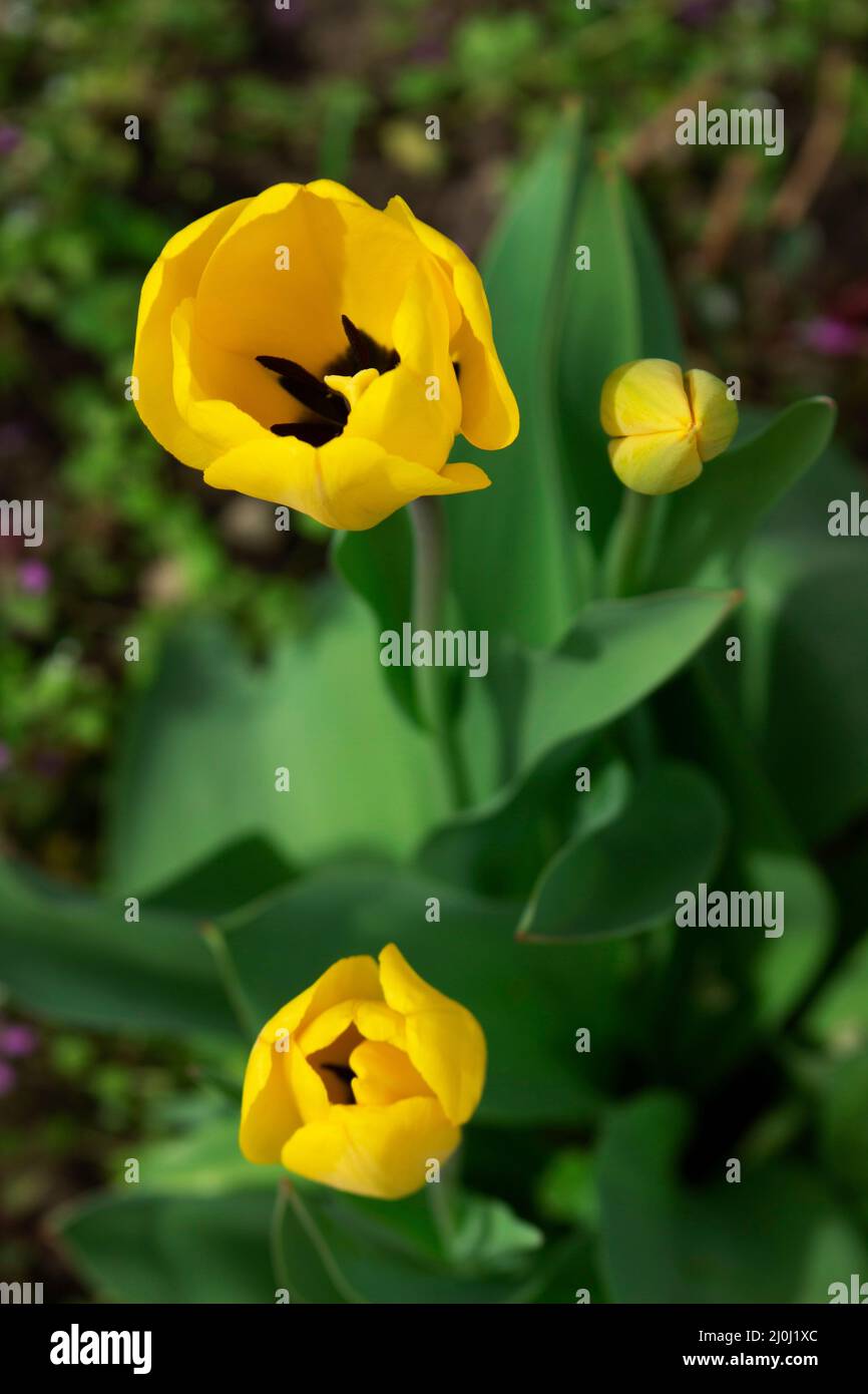Tulips in a flower bed in a city park Stock Photo - Alamy