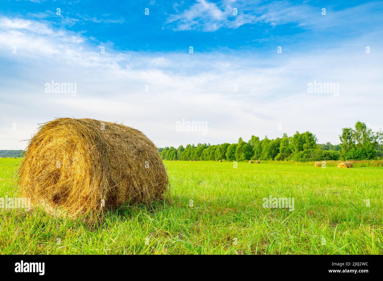 Rolls of mown hay in the field Stock Photo - Alamy