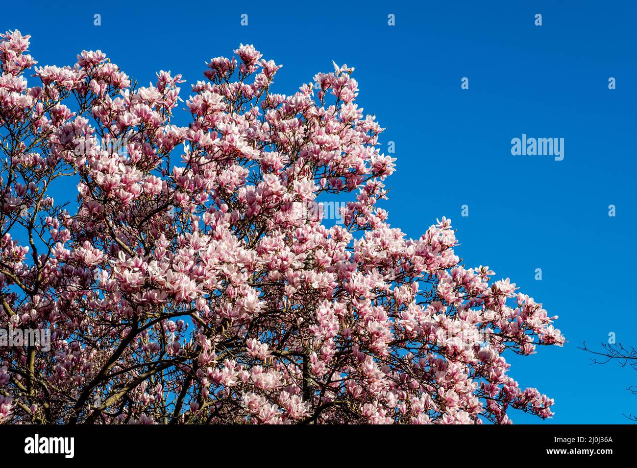 Magnolia tree in full bloom hi-res stock photography and images - Alamy