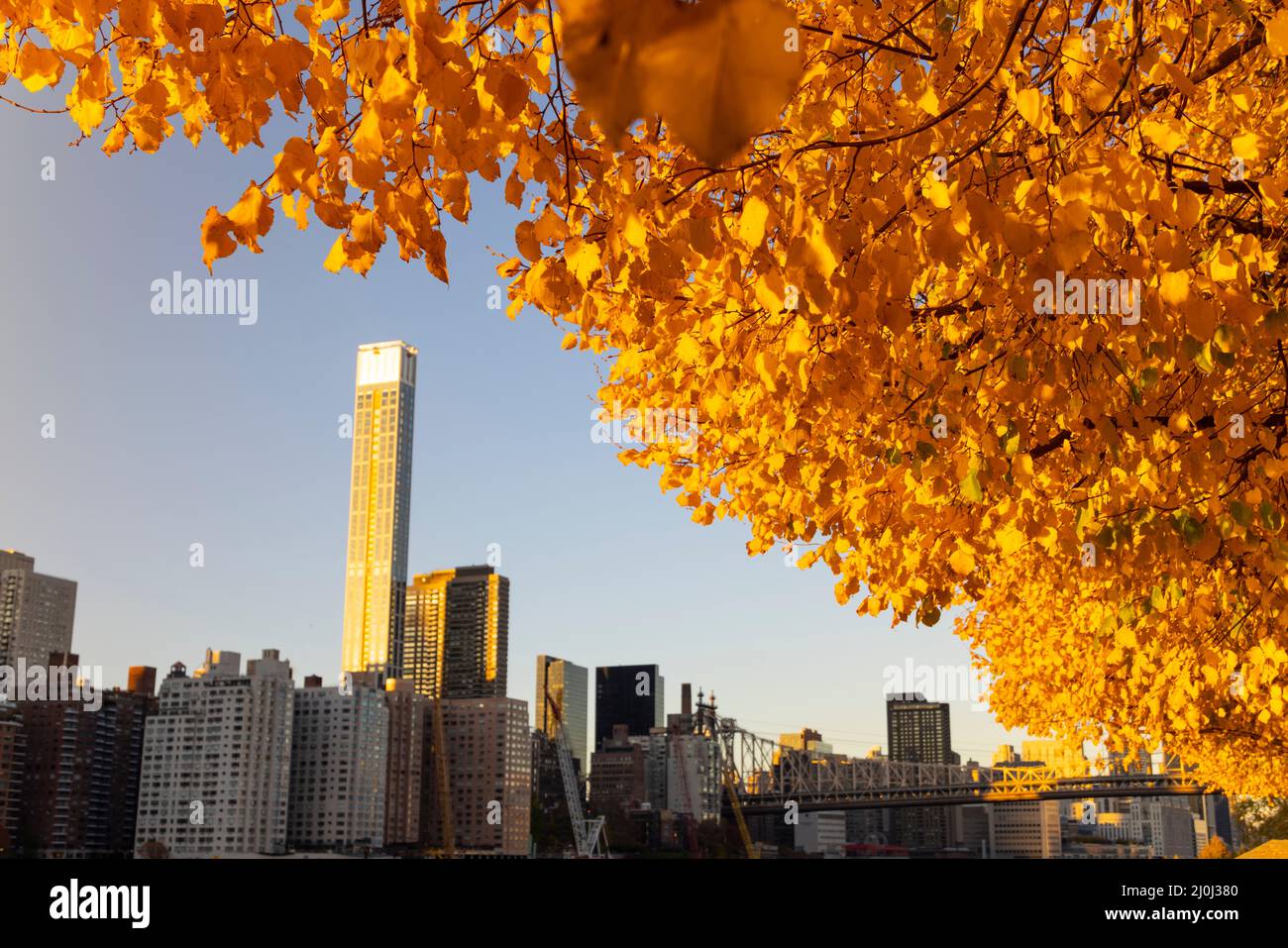 Midtown Manhattan skyscraper stands behind autumnal leaf color trees during the sunset in Franklin D. Roosevelt Four Freedoms Park at Roosevelt Island Stock Photo