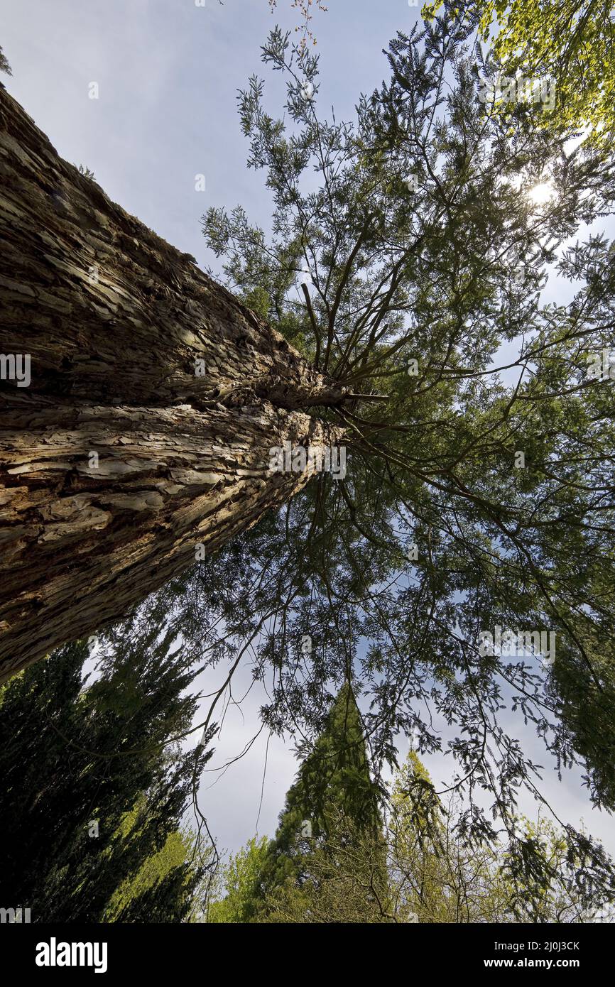 Giant sequoia trees (Sequoiadendron giganteum), Sequoiafarm