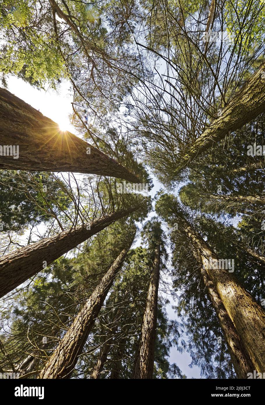 Giant sequoia trees (Sequoiadendron giganteum), Sequoiafarm