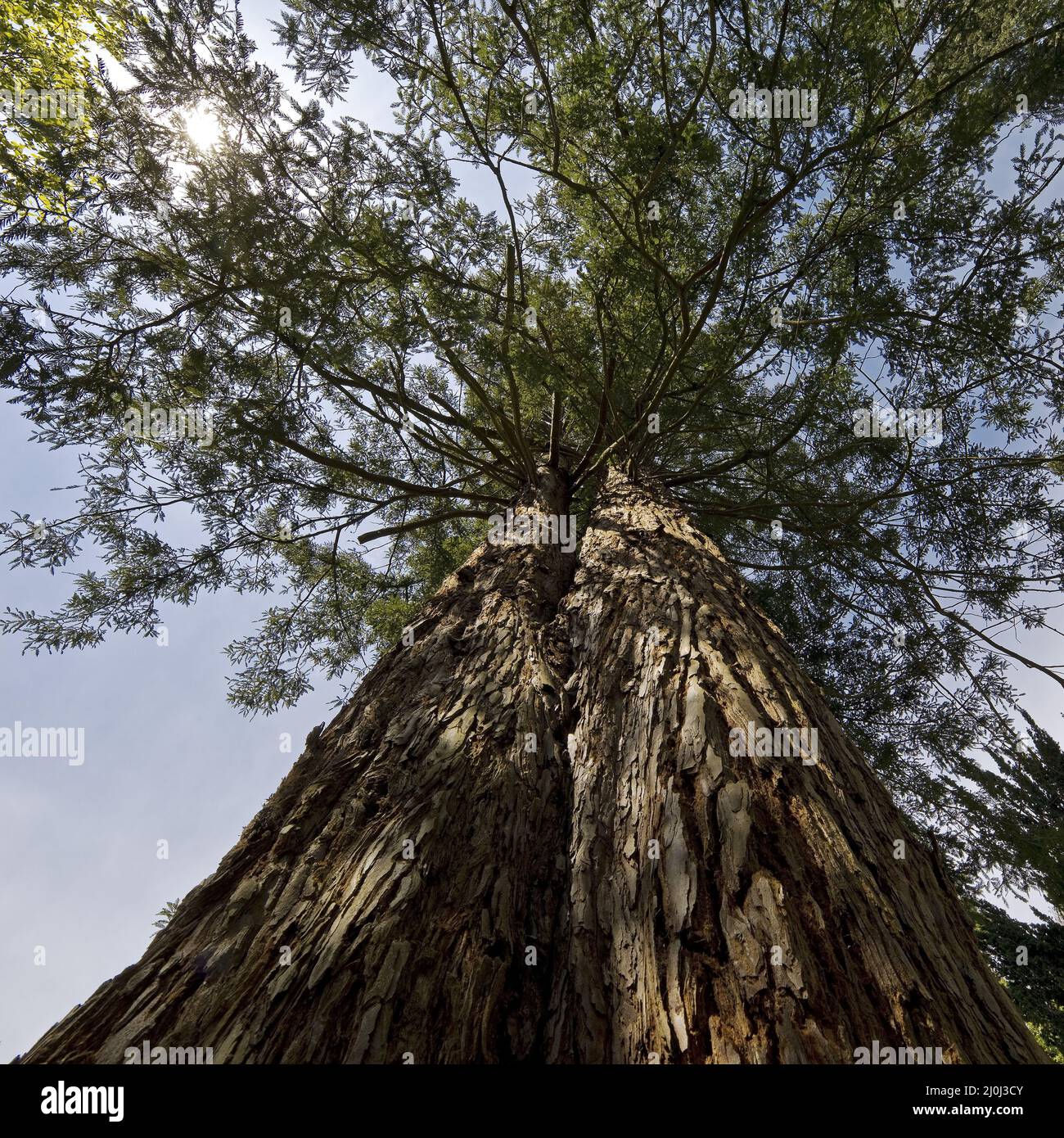 Giant sequoia trees (Sequoiadendron giganteum), Sequoiafarm Kaldenkirchen, Nettetal, Germany, Europe Stock Photo