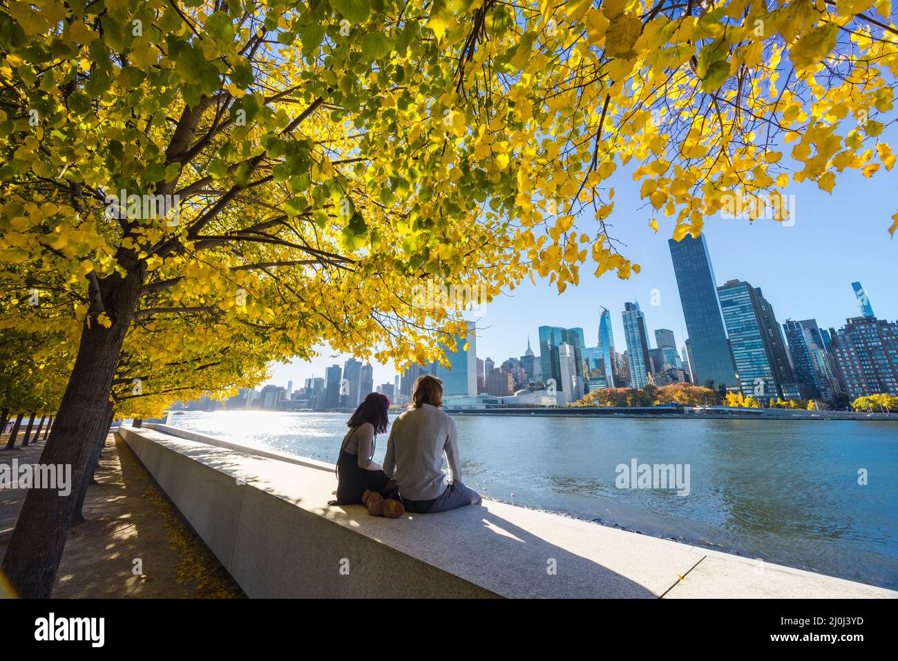 Autumn leaf color trees glow in Roosevelt Island NYC. Stock Photo
