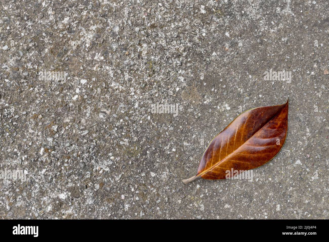 Brown leaf Stock Photo