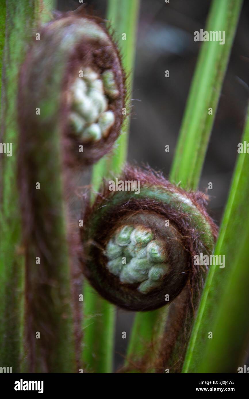 Fern tree frond unculring in a garden in Berkeley, California Stock ...