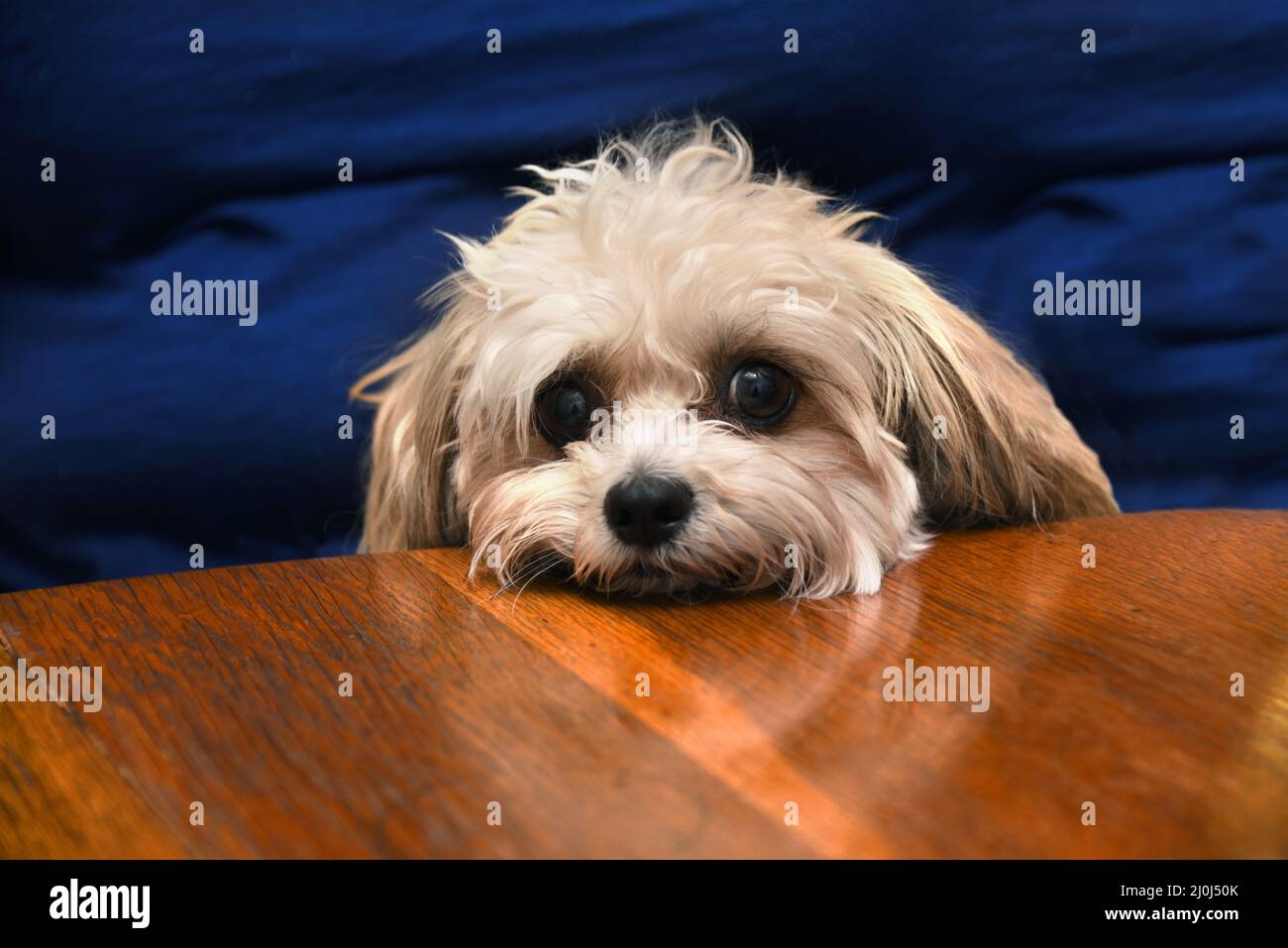 Adorable young silkypoo lays her head on the edge of the table and begs for a hand out.  Closeup shows liquid brown eyes and cute fury face. Stock Photo