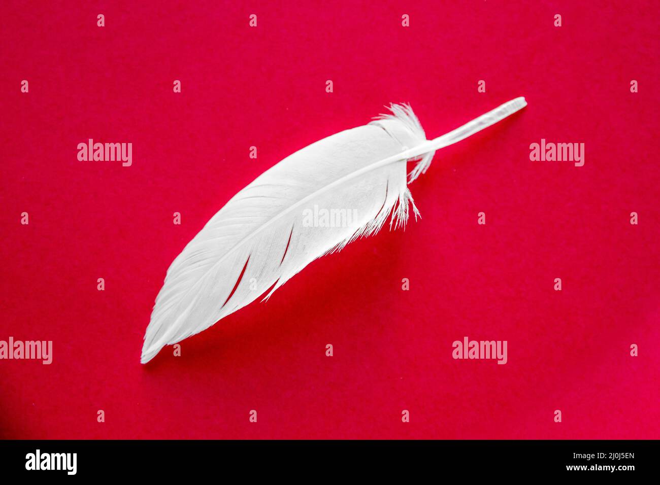 White feather on red background Stock Photo