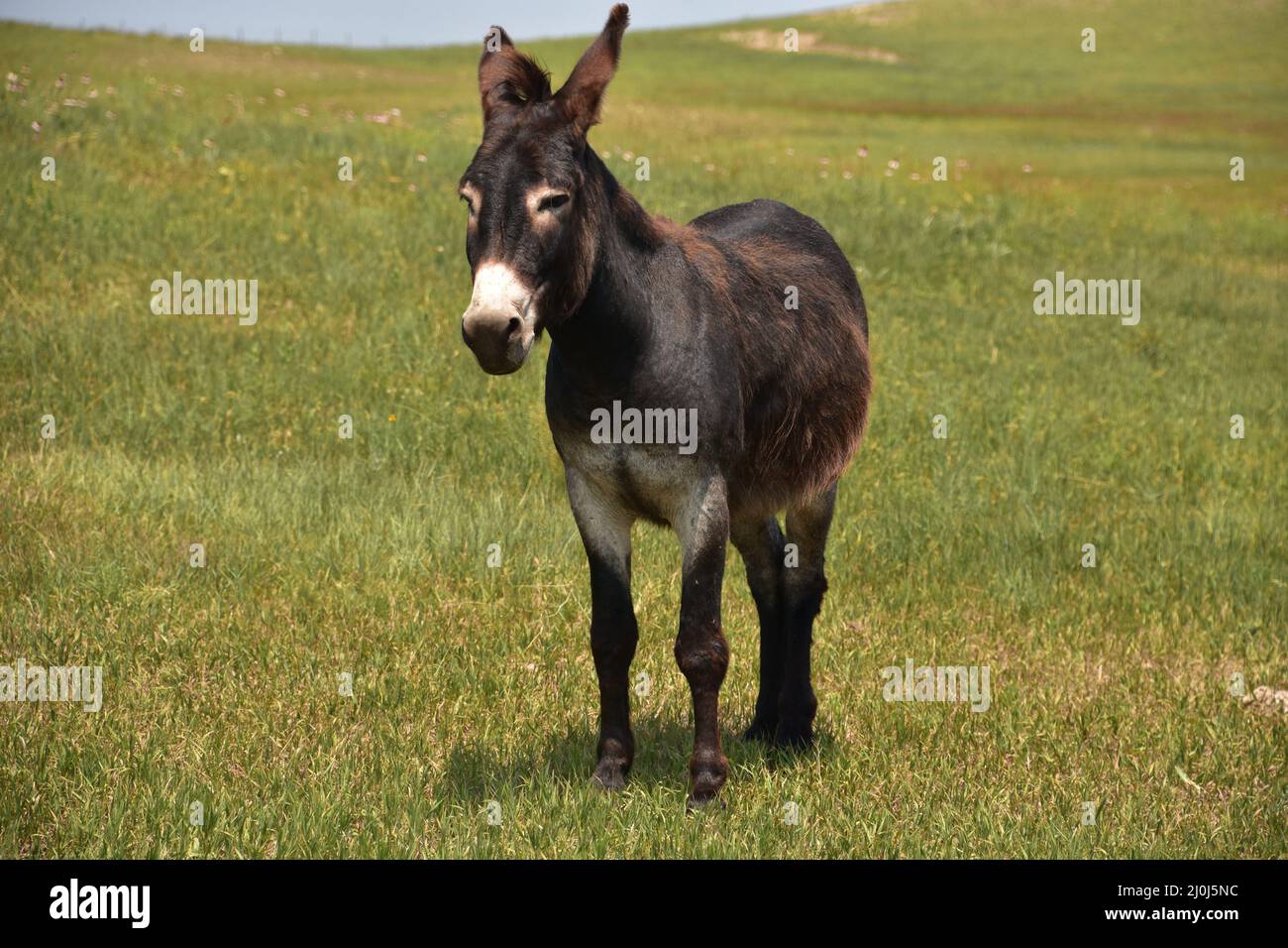 Cute dark brown burrow with big long ears in a meadow. Stock Photo