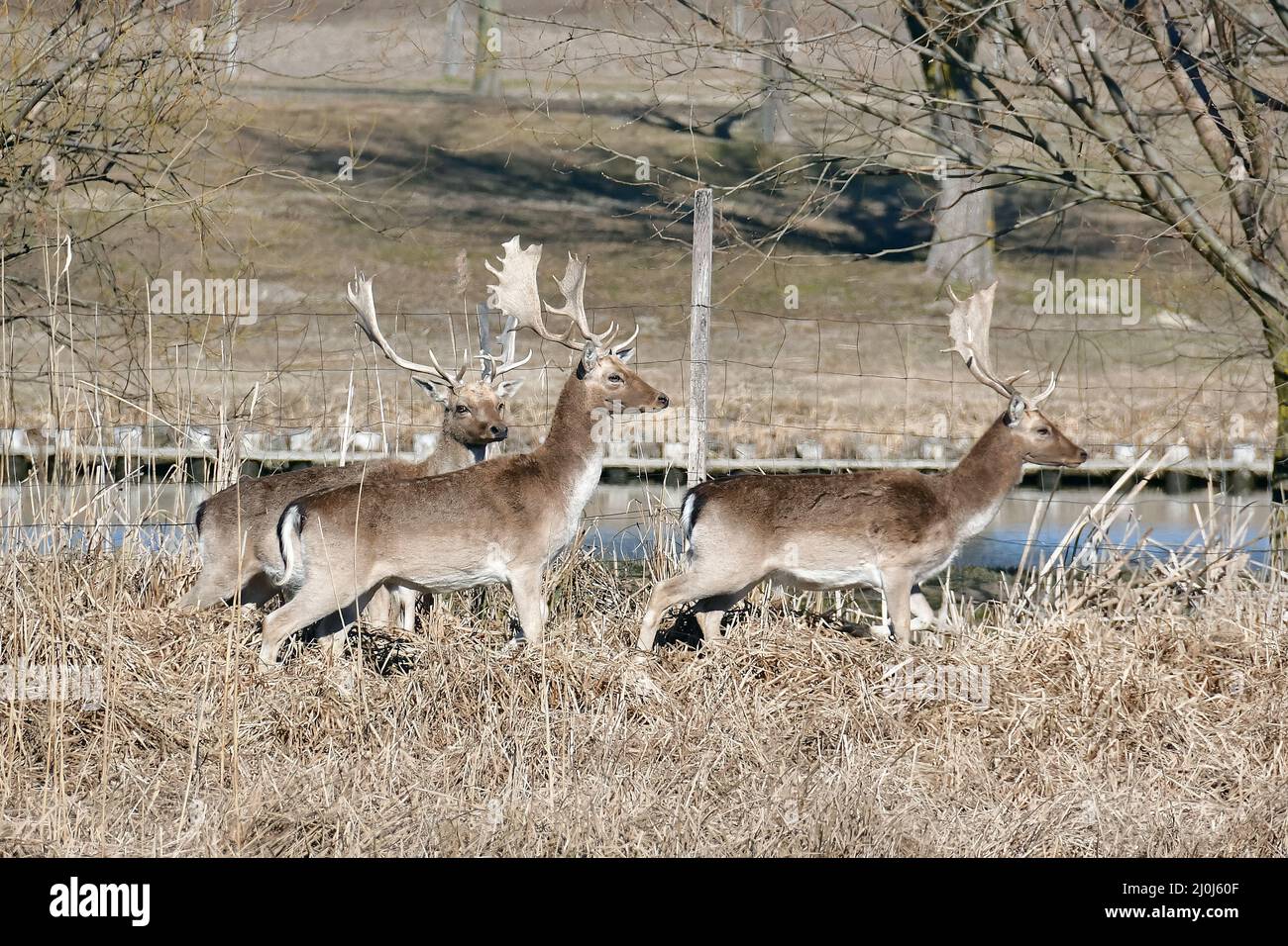 fallow deer, Dama dama, Damhirsch, Damwild, európai dámvad, dámszarvas, Bácsalmás, Bács-Kiskun County, Hungary, Magyarország, Europe Stock Photo