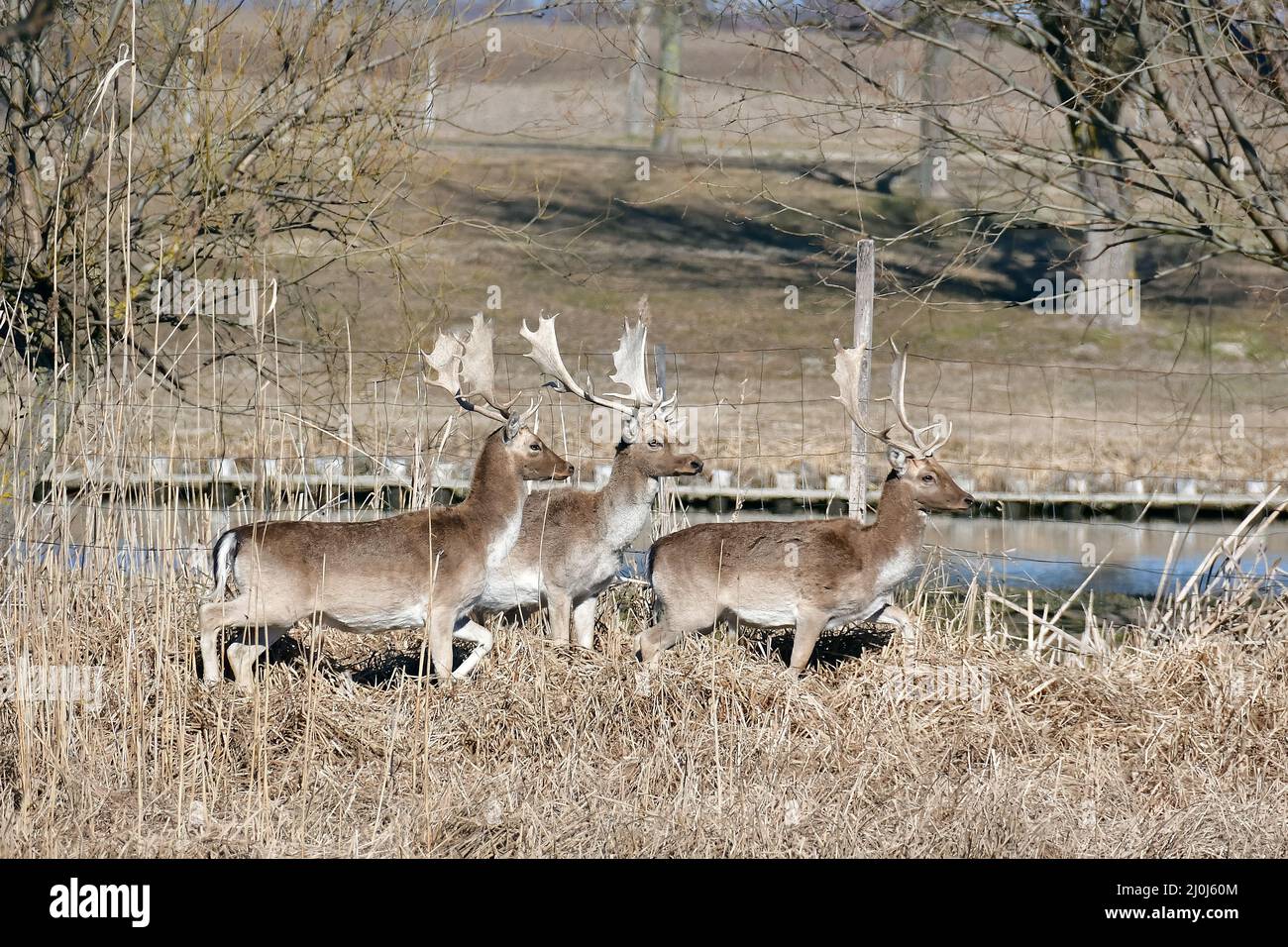 fallow deer, Dama dama, Damhirsch, Damwild, európai dámvad, dámszarvas, Bácsalmás, Bács-Kiskun County, Hungary, Magyarország, Europe Stock Photo